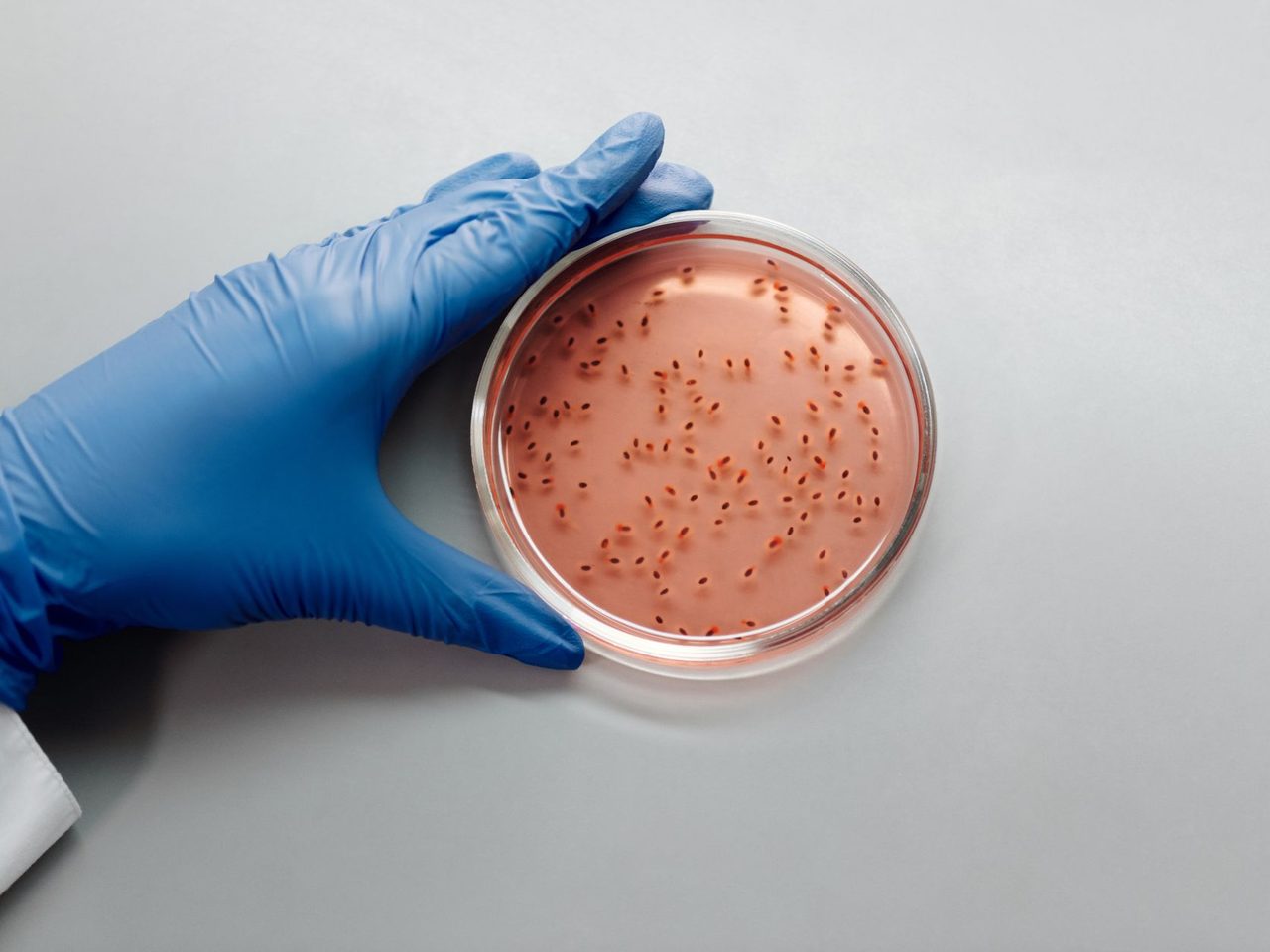 Gloved hand holding a petri dish with bacterial colonies