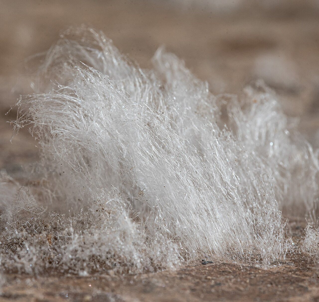 Close-up of white needle-like efflorescence crystals growing from a floor surface
